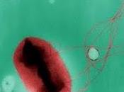 Estudian potencial microorganismos viven tracto digestivo