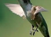 bonito pajarito.