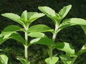 Stevia, endulza azúcar