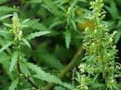 Plantas antiparasitarias