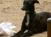 Galgo abandonado barrio peligroso (badajoz)