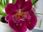 Miltoniopsis