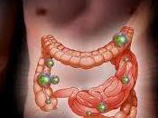 Tipos Floras Bacterianas Intestinales