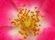 Flores Bach: Wild rose, escaramujo, rosa silvestre