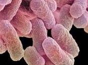 bacterias sistema digestivo, nueva huella biológica humana