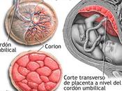 ¿Cómo funciona placenta?