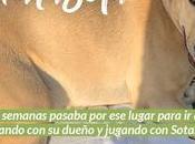 Sota, caballo,