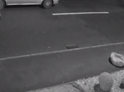 Perro abandonado dueño.