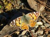 Cardera, visitante inesperada