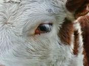 ANIMALES: edición genes hace vacas cuernos