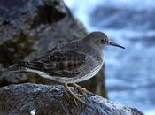 Calidris maritima