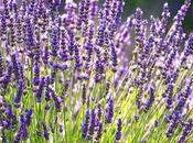 Beneficios Propiedades Lavanda