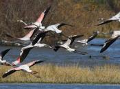 Flamencos volando