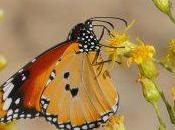Mariposa