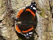 Vanessa atalanta, ciclo anual