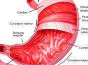 úlcera gastroduodenal Todo debes saber