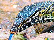 Gambian Reptiles Farm Kartong, Gambia