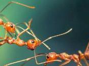 ¿Por entran hormigas nuestras casas tanto invierno como verano?
