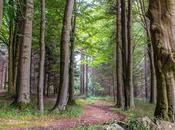 sector forestal como motor económico