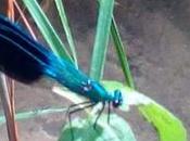 libélulas, microfauna color: