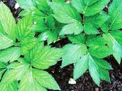 Ashitaba: planta japonesa frena envejecimiento