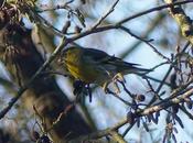 ¿Dónde están lúganos?