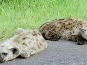 Haga comentario sobre Budget Travel Africa principales mitos viajar África Legend Valley