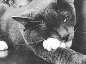 Conoce nuestras mascotas favoritas hotel