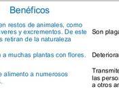 Extinción Insectos Amenaza Nuestra Subsistencia