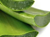 Aloe vera Propiedades para Salud