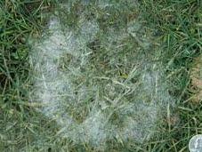 Césped: Prevenir hongos gusanos