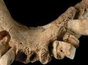 nuevo homínido Atapuerca?