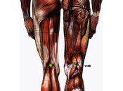 curiosa parte posterior rodilla