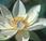 Flor Loto