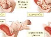 Etapas parto