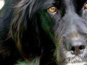 Yanca, Setter Ingles bellisima Pro-Setter.