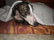 Sheldon, todo campeón busca amor