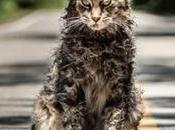 Series sobrenaturales: nuevo spot "Cementerio Animales" inquietante