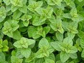 Oregano