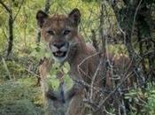 Revocan sentencia amparo protegía Sierra Álvarez