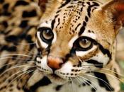 Ocelote
