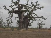 Reserva Bandia Accro Baobab Adventures