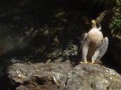 peregrino