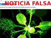 NOTICIA FALSA: "Confirman plantas sienten dolor comparten"