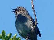 Acentor común, cantor discreto