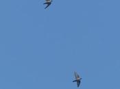 Aviones roqueros Luanco