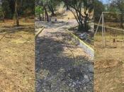 Piden reforestación conciente para evitar muerte árboles