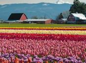 ¿Visitar jardines tulipanes Holanda? conoce Keukenhof