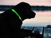 Machine Learning: collar perro