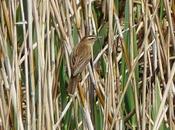 Carricerín común migración